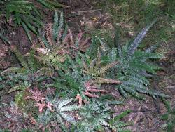 Adiantum hispidulum. Fronds growing terrestrially, with immature fronds tinged pink.
 Image: L.R. Perrie © Leon Perrie CC BY-NC 3.0 NZ